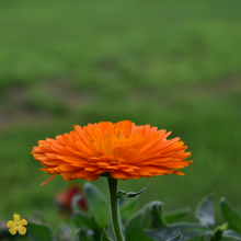 Load image into Gallery viewer, Single orange calendula flower used in calendula body balm by The Loofah Patch
