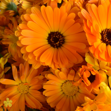 Load image into Gallery viewer, Group of calendula flower heads by The Loofah patch
