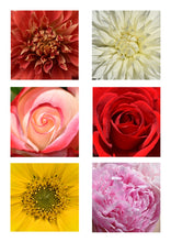 Load image into Gallery viewer, Handmade Botanical Cards - The Loofah Patch
