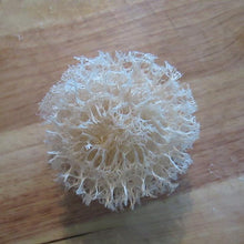 Load image into Gallery viewer, Loofah spiral / spine from The Loofah Patch
